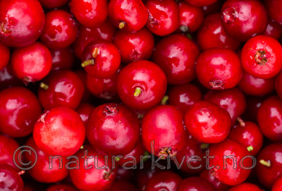 BB 15 0106 / Vaccinium vitis-idaea / Tyttebær